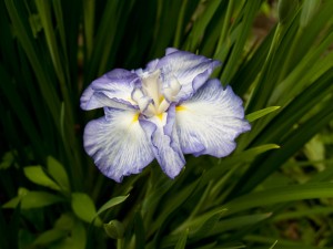 Photo of Japanese Iris